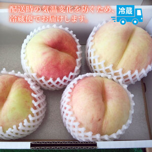 白桃 約2kg（5～7玉） 果物 もも モモ 白桃 甘い フルーツ 白根白桃 髙橋農園 新潟県 新発田市 takahashi002