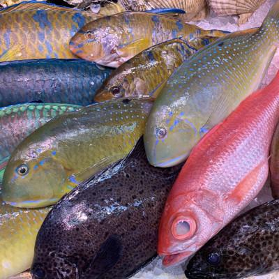 ふるさと納税 伊平屋村 伊平屋島で獲れた海産物セット 松プラン(6〜10品) |  | 02