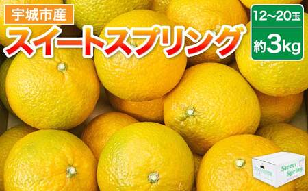 スイートスプリング 約3kg（12～20玉） 2025年12月下旬～2026年1月下旬頃発送予定