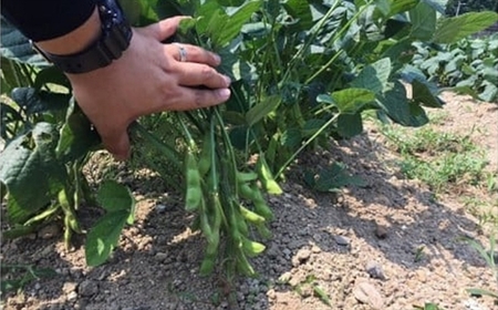 【先行予約・数量限定】風味豊かな早生枝豆「越後はちこく茶豆」 1kg（250g×4袋）新潟県産枝豆[ZA025]