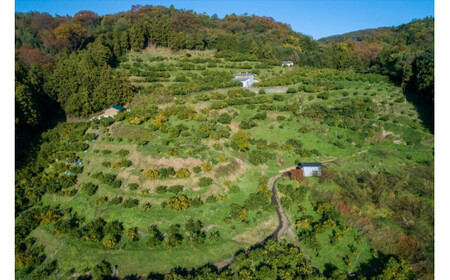 ＜品種厳選＞こだわりの貯蔵みかん　10キロ＜2025年12月20日出荷開始～2026年2月28日出荷終了＞【 みかん 神奈川県 小田原市 みかん】