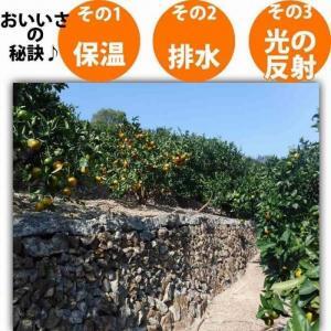 みかん 2.5kg  ご家庭用　和歌山県有田川町産　有田みかん ありだみかん