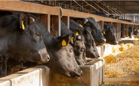 伊勢水沢牛　焼肉用　500g