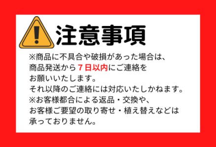 3月上旬～発送【観葉植物】パキラ7号(鎌ヶ迫園芸場/014-1446) 南国鹿児島県で育った 観葉植物！植物 鉢付 インテリア 室内 オフィス おしゃれ プレゼント ギフト 開店祝い 移転祝い マイナ