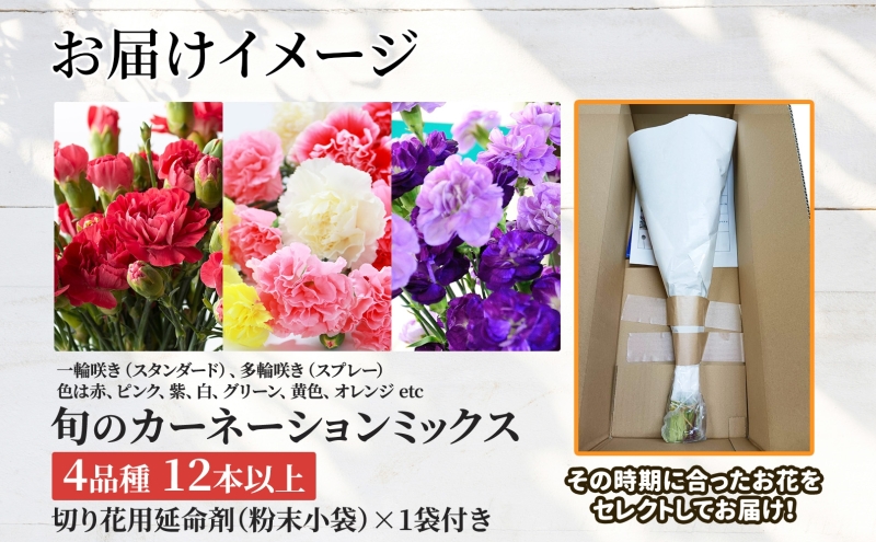 ＜6月配送＞ 北海道 カーネーション ミックス 4品種 12本以上 切り花 切花 花束 ブーケ 季節 旬 生花 フラワー アレンジメント 記念日 産地直送 つきがたふるさと花の会