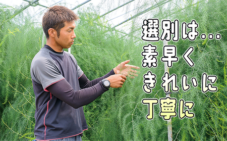 アスパラ 朝採り アスパラ【約1kg2L・L・Mサイズ混合】【先行予約】