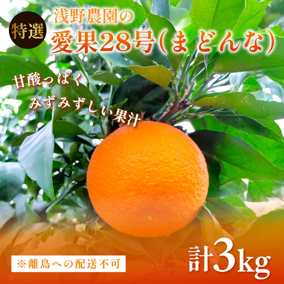 
            【先行予約】【数量限定】浅野農園の愛果28号（まどんな）特選3kg ※離島への配送不可（2025年12月中旬～2026年1月中旬頃に順次発送予定） 【 ふるさと納税 人気 おすすめ ランキング 柑橘 みかん ミカン フルーツ 果物 愛媛 有名 代表 高級 愛媛県産 愛媛みかん 浅野農園 愛媛県 伊方町 送料無料 】IKTAC023
          