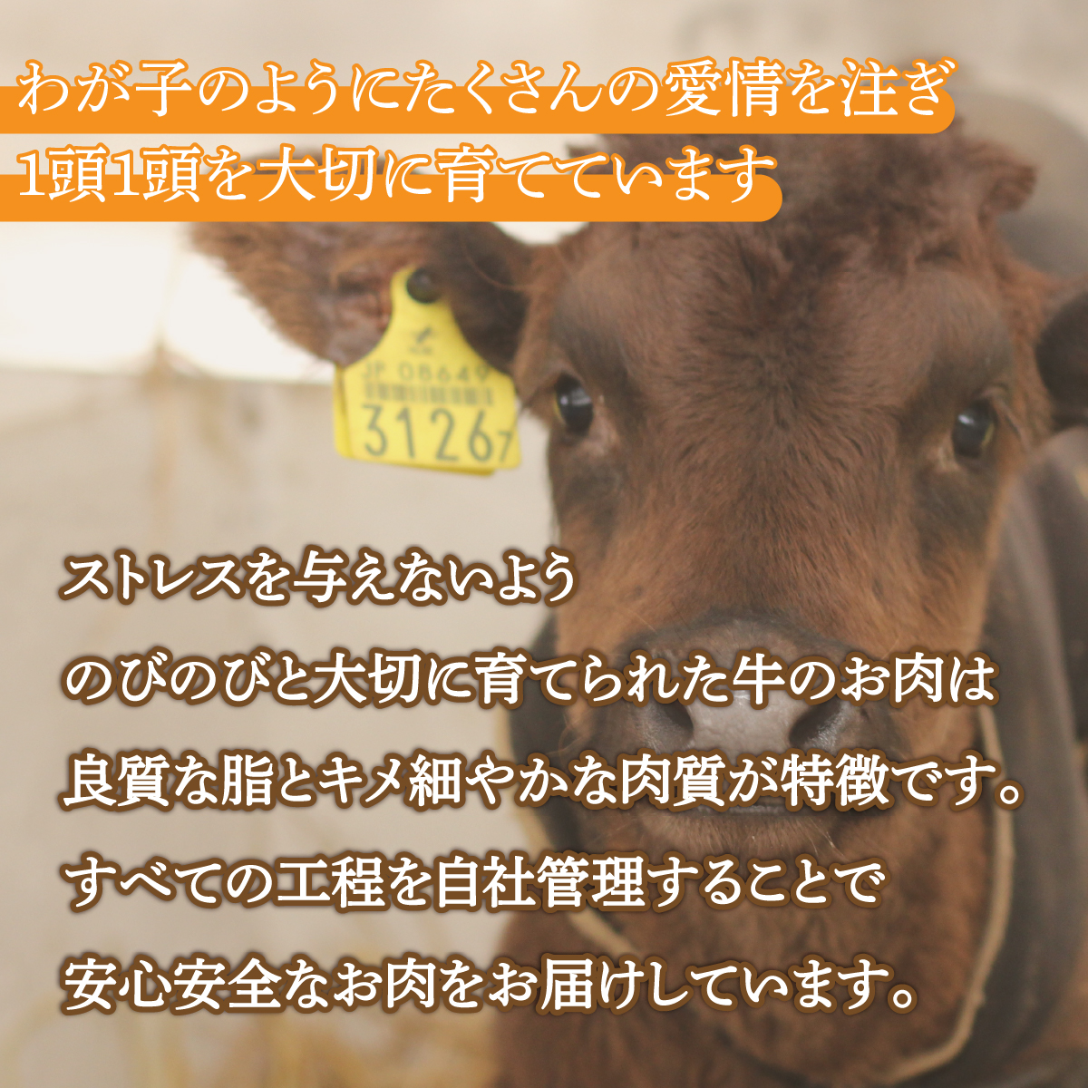 北海道 黒毛和牛 カドワキ牛 リブロース スライス 300～350g【冷凍】 TYUAE012_イメージ3