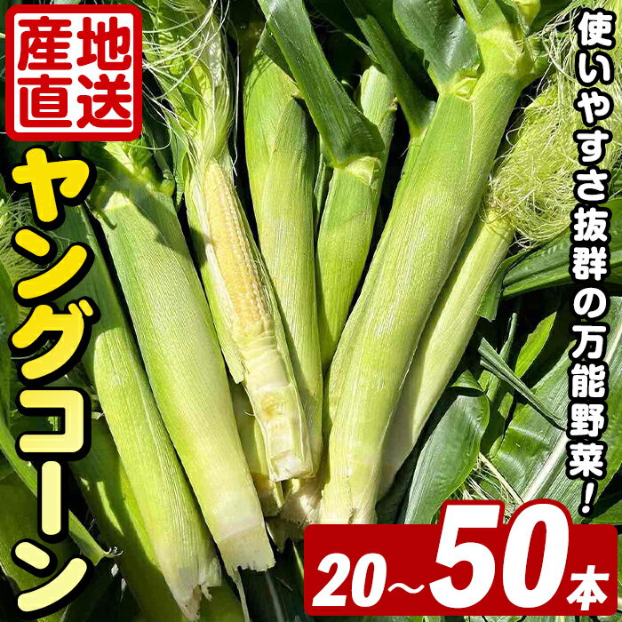 【ふるさと納税】＜2026年5月上旬以降順次発送予定＞＜本数が選べる！＞ ヤングコーン (20〜50本) 国産 野菜 ヤングコーン 鹿児島県産 阿久根市産 天ぷら フライ 中華炒め 肉巻き【うとさんち】