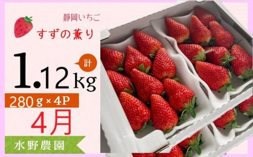 ６２７９　②4月からの発送 いちご 掛川産 完熟いちご 紅ほっぺ・すずの薫り280g×各２P 計４P 1.2ｋｇ (5～15粒入×4P)  ①3月 ②4月 ③5月 の中から発送時期をお選び下さい  水野農園   ( ミズノ農園 ）