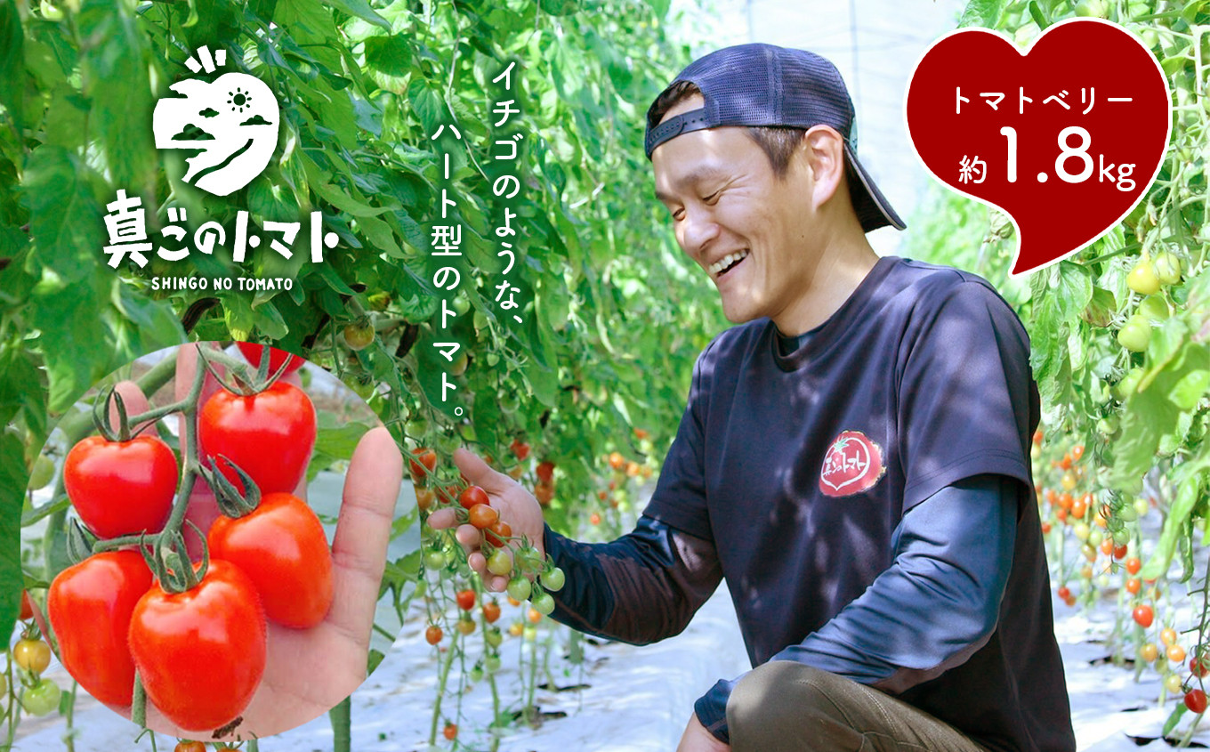 
                  ミニトマト 生産量 日本一 玉名市 !! トマトベリー 約 1.8kg｜ 野菜 トマト プチトマト 希少 熊本 玉名 くまもと たまな
                