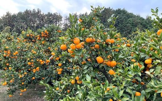 【2025年11月中旬から順次発送】季節の味覚！貝塚市産 温州みかん10kg