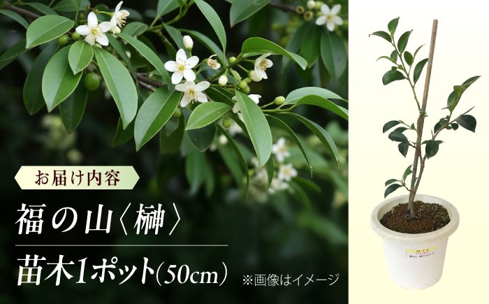 商標登録済みの国産本榊「福の山・榊」 植物 さかき 苗木 地植え 神棚 祭壇