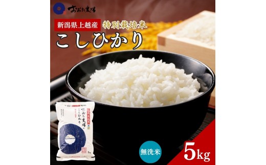 令和7年産 新潟県上越産 特別栽培米 コシヒカリ 【無洗米】 5kg 5キロ 従来品種 こしひかり おおた農場 上越市
