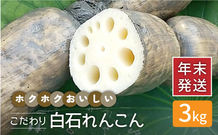 
【年末発送】【先行予約】こだわり白石れんこん 3kg【れんこんの家やました】 [IAW003]
