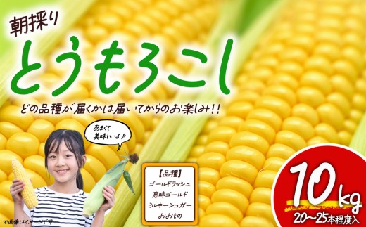 【先行予約】朝採りとうもろこし 10㎏ お楽しみボックス │ トウモロコシ コーン 朝採れ 10キロ ゴールドラッシュ 恵味ゴールド ミルキーシュガー おおもの 静岡県 小山町 とうもろこし