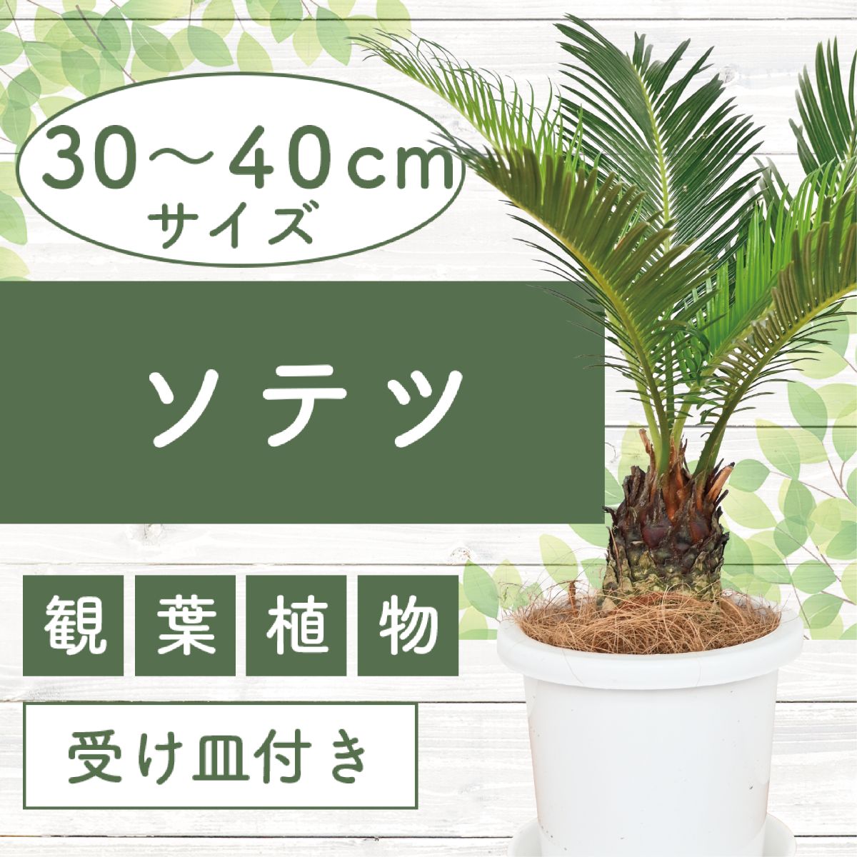 【ふるさと納税】ソテツ(鉢底より30cm〜40cm) ※北海道・沖縄・離島配送不可※ 観葉植物 鉢 おしゃれ インテリア グリーン【Green Farm M】