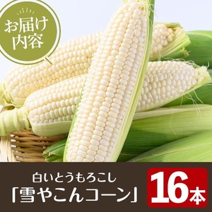 ＜先行予約受付中！2026年6月中旬以降順次発送予定＞白いとうもろこし「雪やこんコーン」(16本) 国産 トウモロコシ 玉蜀黍 ホワイト コーン 野菜 糖度 夏 イネ科 数量限定 期間限定【うとさんち