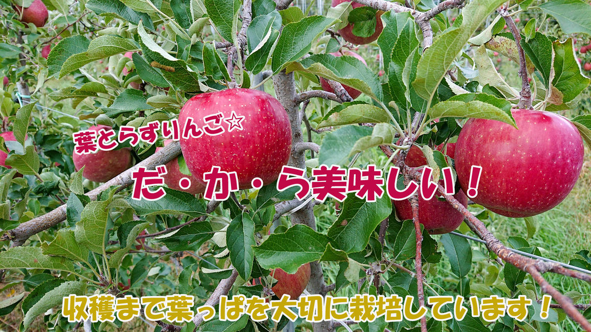 シャキシャキ葉とらず ふじりんご 約3kg (5～12玉) サンふじ りんご リンゴ 果物 フルーツ 旬の果物 信州 長野 上田【特別栽培農産物】【長野県産】