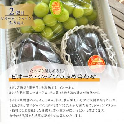ふるさと納税 真庭市 【発送月固定定期便】【2026年先行予約】桃とピオーネ&シャインマスカットの上級品(岡山県産)全2回 |  | 02