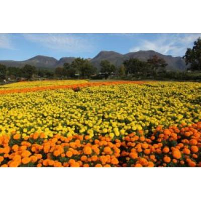 ふるさと納税 竹田市 くじゅう花公園年間パスポート(特典付)　引換券 |  | 03