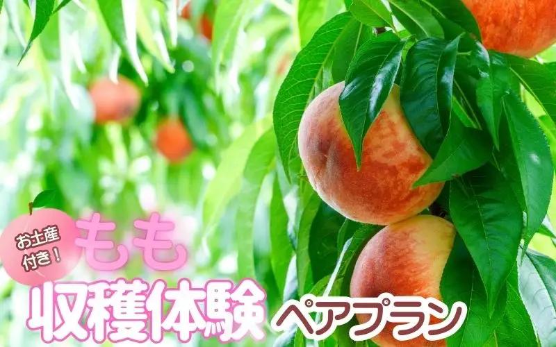お土産付き 収穫体験ペアプラン 2名まで あおぞらふぁーむ 桃【aozf012】