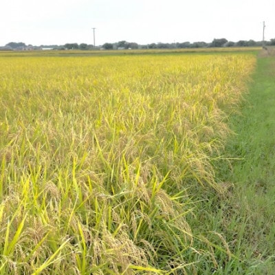 【令和7年産】初霜(源種)　玄米5kg　(栽培期間中農薬・化学肥料不使用)