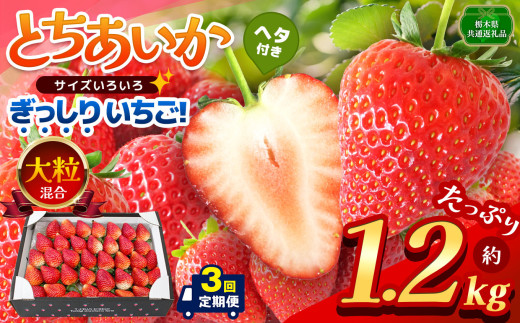 【先行予約】【栃木県共通返礼品】【定期便3回】ぎっしり とちあいか 大粒（サイズ不揃い） 約1.2kg | いちご とちあいか ぎっしり サイズ 不揃い 大粒 新鮮 甘い  数量 限定 美味しい 果物 共通返礼品 フルーツ デザート 栃木県 那珂川町 送料無料