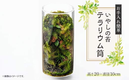 
いやしの苔テラリウム筒【1432689】

