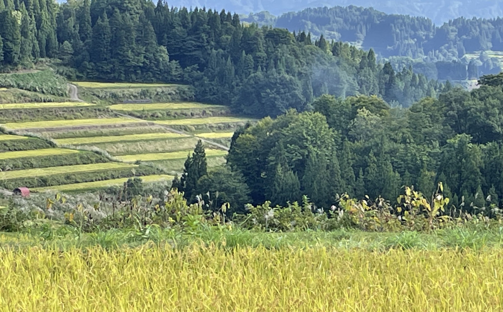 【無洗米】【令和8年産新米予約】【6か月定期便】10月発送開始《食味鑑定士厳選》日本棚田百選・十日町（魚沼）産こしひかり 5kg全6回