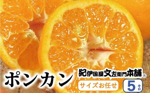  ポンカン 5kg サイズおまかせ / ぽんかん 蜜柑 みかん 柑橘 果物 フルーツ 紀伊国屋文左衛門本舗 ※2027年1月下旬～2月下旬頃順次発送予定(お届け日指定不可) 【kmtb008-r-5】
