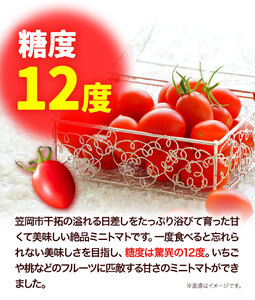 ZEPPIN　TOMATO　OKAYAMA　1kg箱（ZEPPIN　EX)　C-39a