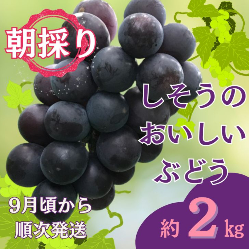 I7【令和7年産　先行受付】しそうのおいしいぶどう　約2kg
