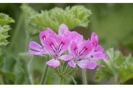 『Waphyto  ナリッシング クレンジングオイル(140ml)』