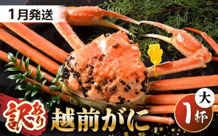 【先行予約】【訳あり】 茹で「越前ズワイ蟹」 大 1杯 脚折れ 【2026年1月発送分】【わけあり ワケアリ カニ かに 蟹 越前ガニ 越前蟹 ずわいがに ズワイガニ ズワイ ボイルガニ 姿 ボイル 冬の味覚 冷蔵 国産 県産】 [I-1401_01]