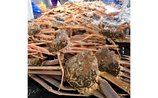 【ボイル】訳あり 松葉ガニおまかせ2kg（3～7枚）※2026年11月上旬～2027年3月下旬頃に順次発送予定 ※着日指定不可【蟹 かに 松葉かに 2キロ 2kg 家庭用 訳アリ おすすめ 人気 鳥取県産 鳥取県 北栄町 2026年 2027年 蟹刺し 蟹みそ かにみそ かに料理 蟹ご飯】