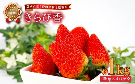 【 期間限定 】 苺 きらぴ香 1kg 苺