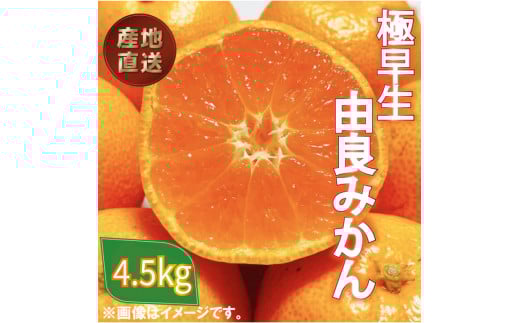 極早生 由良 みかん 4.5kg 産地直送 柑橘 みかん 訳あり フルーツ 果物 蜜柑 オレンジ ご家庭用