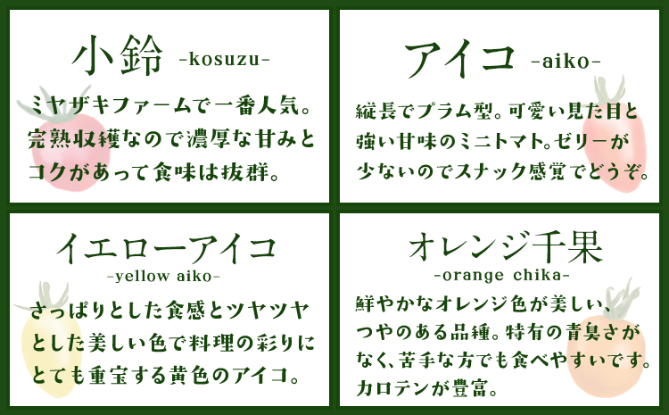 「ミヤザキファーム」 宝石とまと 熊本県氷川町産《12月上旬-6月末頃出荷予定》 小鈴 アイコ イエローアイコ オレンジ千果 みどりちゃん セレブスイート グリーンゼブラ 桃太郎ゴールド トスカーナバ