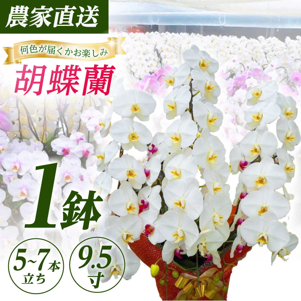 【ふるさと納税】【5〜7本立ち9.5寸】生産農家直送！胡蝶蘭 1鉢【足柄金太郎洋蘭園】開成町 洋蘭 蘭 お花 生花 鉢花 鉢[BDAB014]