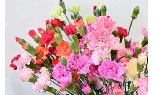 宮田村産『カーネーション』の花束　2026年 母の日期間発送【5月7日(木)～5月10日(日)指定】（雑貨 日用品 花 植物 人気 フラワー プレゼント ギフト お祝い 贈答 贈り物 誕生日 記念日 母 インテリア 色鮮やか デコレーション 上伊那 宮田村 長野 信州）