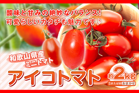 【先行予約】和歌山産 ミニトマト アイコトマト 約2kg SまたはMサイズ サイズおまかせ 厳選館 《2026年1月上旬-2月中旬頃出荷》 和歌山県 日高川町 トマト とまと アイコトマト 送料無料---wshg_genaiko1_ae1_22_13000_2kg---