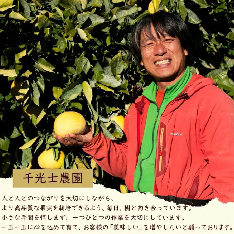土佐文旦 3Lサイズ×2玉【文旦】