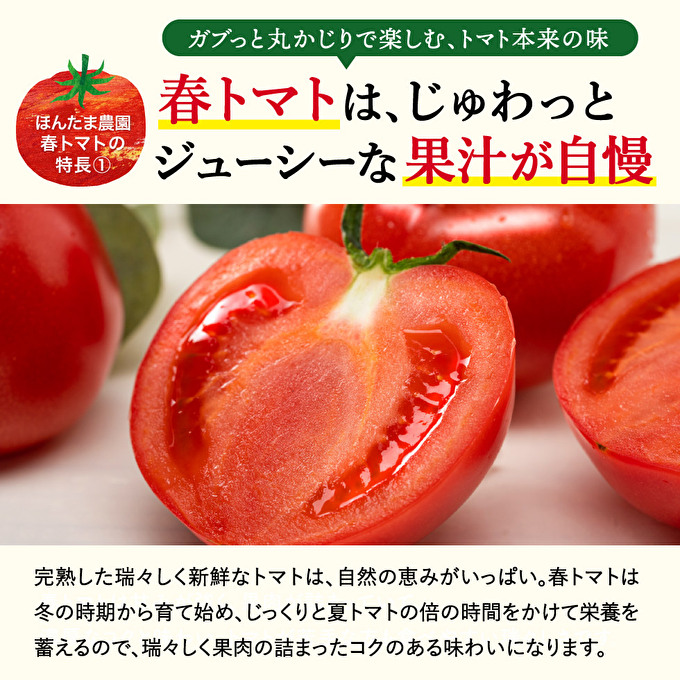 加西市産 ほんたま農園の大玉トマト 2kg 野菜 とまと