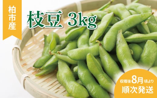 柏産 枝豆 3kg 〈先行予約 2026年8月順次発送〉 〈 セット 野菜 国産 千葉県産 柏市産 予約 おいしい 新鮮 おつまみ 弁当 プレゼント 贈り物 父の日 母の日 おすすめ 夏野菜 大量 産地直送 〉