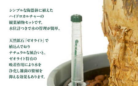 ハイドロカルチャー パキラ モノトーン ホワイト 130 陶器鉢 水位計つきセット 陶器鉢 土無し インテリア 緑 グリーン 植物 簡単 初心者 かわいい 自然 おしゃれ 送料無料 Green Wal