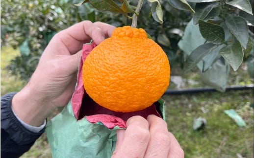 【先行予約】【数量わずか】樹上完熟しらぬい（不知火） 約2kg(6個) 秀品 2026年2月末～2026年4月中頃に順次発送予定（お届け日指定不可）/ 和歌山 みかん しらぬい 不知火 フルーツ 柑橘