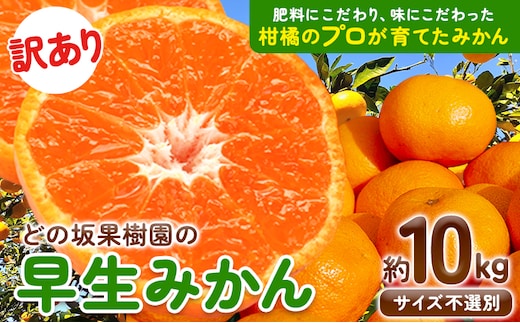 
										
										訳あり 早生 みかん 10kg ( サイズ 不選別 ) どの坂果樹園《12月上旬-1月末頃出荷》 和歌山県 日高川町 みかん ご家庭用 訳ありみかん わけありみかん---wshg_wdonowmk_af121_24_11000_10kg---｜みかんみかんみかんみかんみかんみかんみかんみかんみかんみかんみかんみかんみかんみかんみかんみかんみかんみかんみかんみかんみかんみかんみかんみかんみかんみかんみかんみかんみかんみかんみかんみかんみかんみかんみかんみかんみかんみ