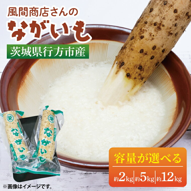 【ふるさと納税】【選べる内容量】風間商店さんのながいも｜ながいも いも 芋 長芋 野菜 やさい 人気 美容 健康 腸活 味噌汁 天ぷら 茨城県 行方市 行方市産(HO-1)