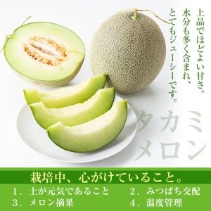 ＜期間限定！2025年5月中旬以降発送予定＞タカミメロン(2～3個入) 【曽於市観光協会】A153-v01